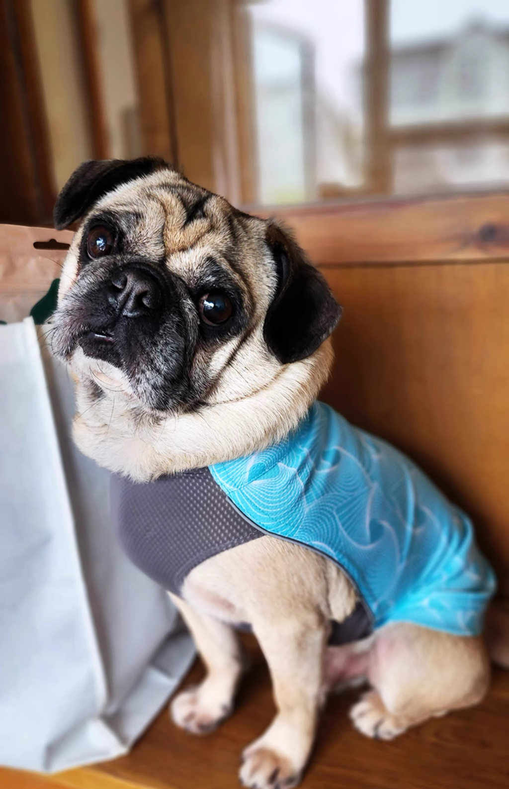 PEBOT Cooling Dog Vest – Anti-Heat Summer Mesh Shirt